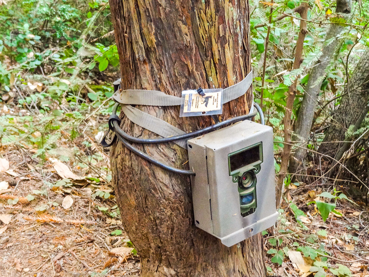 Wildlife tracker on Mt. Tamalpais Pantoll Loop hike in North Bay of San Francisco, California