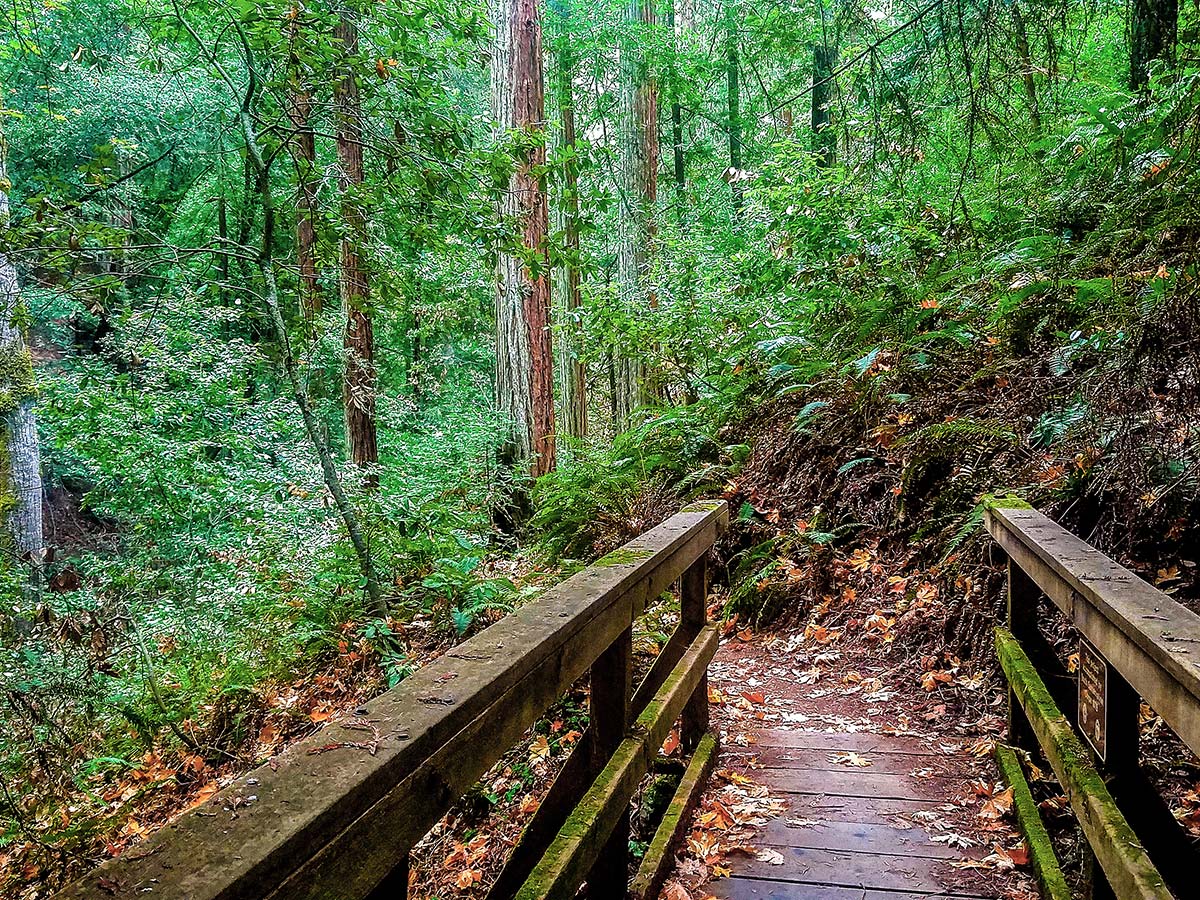 Wooden bridge on Mt. Tamalpais Pantoll Loop hike in North Bay of San Francisco, California