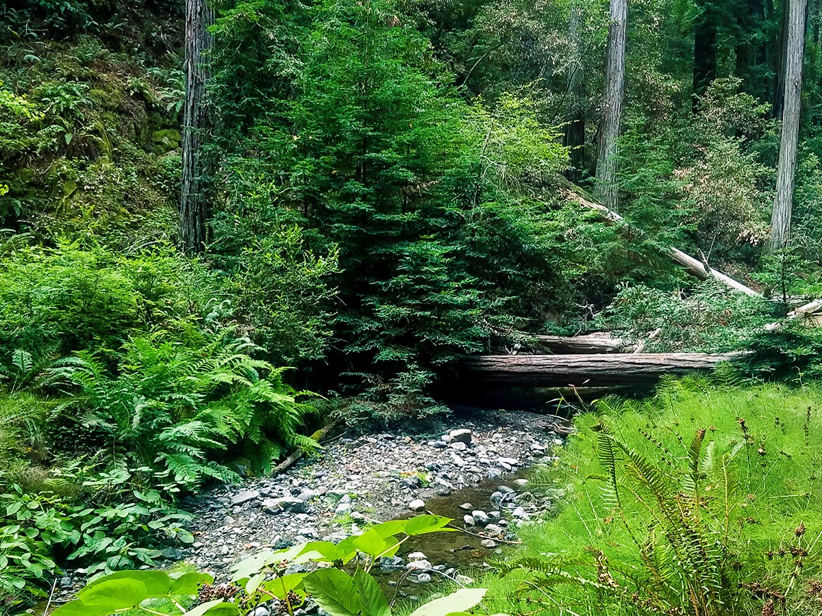 Creek halfway point on Mt. Tamalpais Pantoll Loop hike in North Bay of San Francisco, California