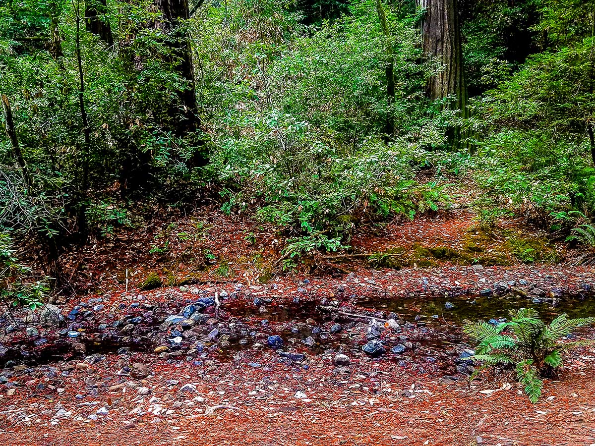 Peaceful creek on Mt. Tamalpais Pantoll Loop hike in North Bay of San Francisco, California