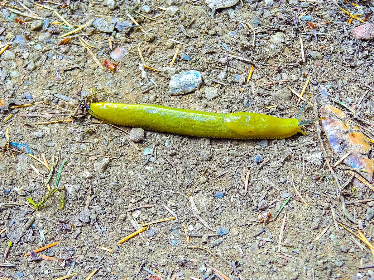 Full banana slug on Mt. Tamalpais Pantoll Loop hike in North Bay of San Francisco, California