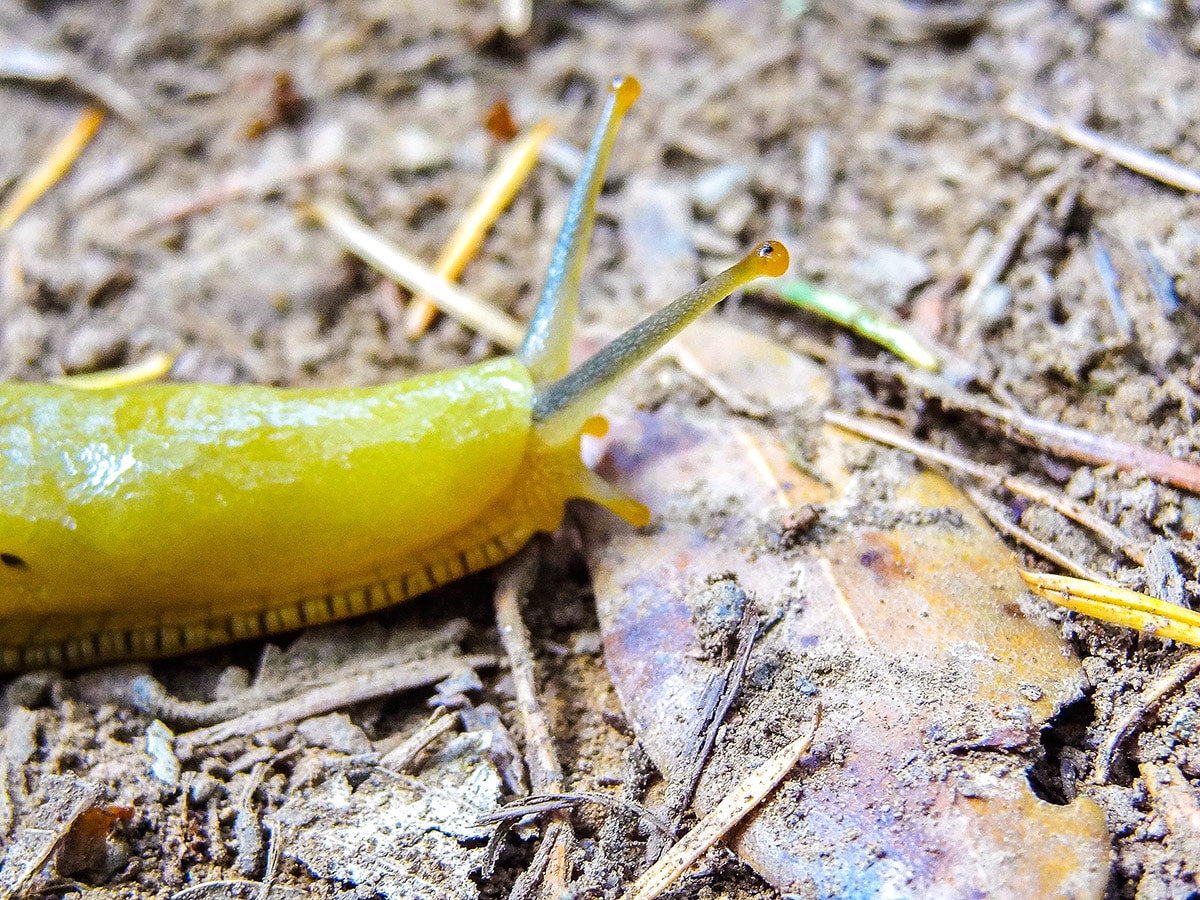 Banana slug on Mt. Tamalpais Pantoll Loop hike in North Bay of San Francisco, California