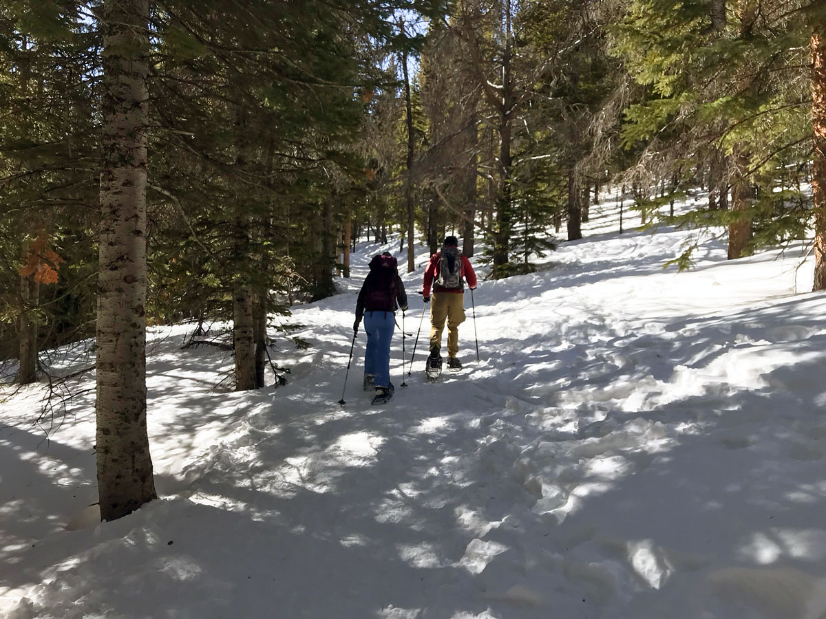 Path through the forest on Nymph Lake snowshoe trail in Rocky Mountain National Park, Colorado