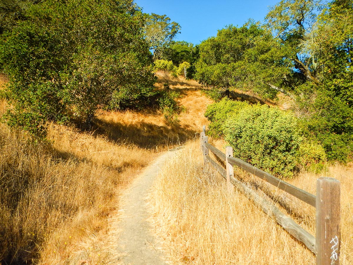 Narrow trail on Olompali State Historical Park Loop hike in North Bay of San Francisco, California