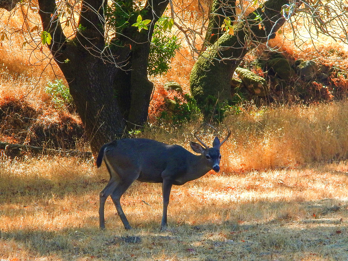Deer on Olompali State Historical Park Loop hike in North Bay of San Francisco, California