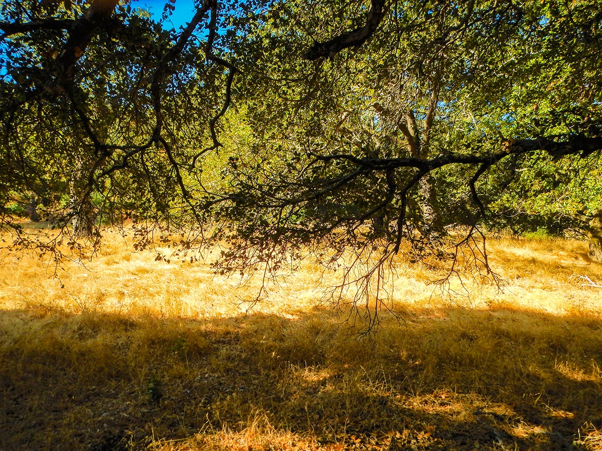 Scrub oak on Olompali State Historical Park Loop hike in North Bay of San Francisco, California