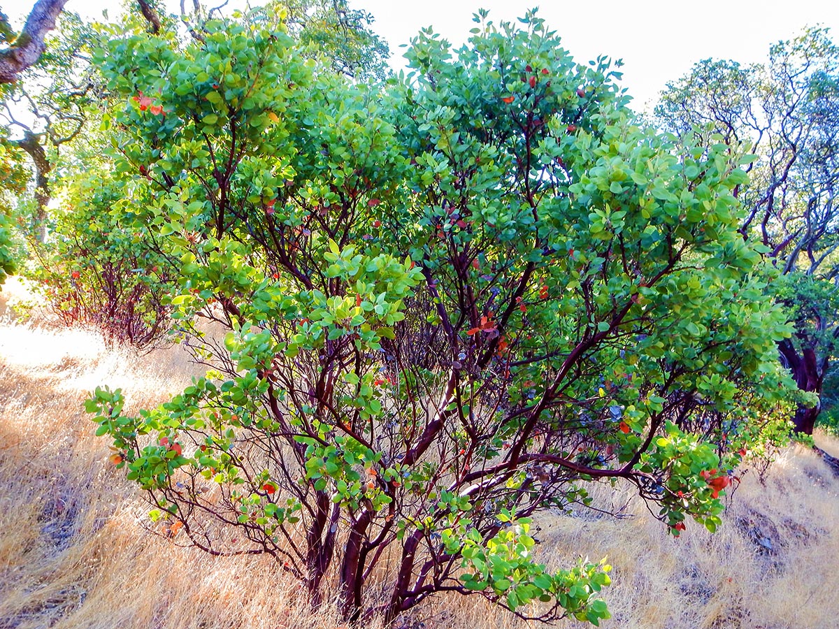Manzanita shrub on Olompali State Historical Park Loop hike in North Bay of San Francisco, California