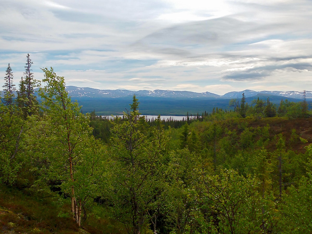 Green forest on Platåleden - Hållvallens hike in Åre, Sweden