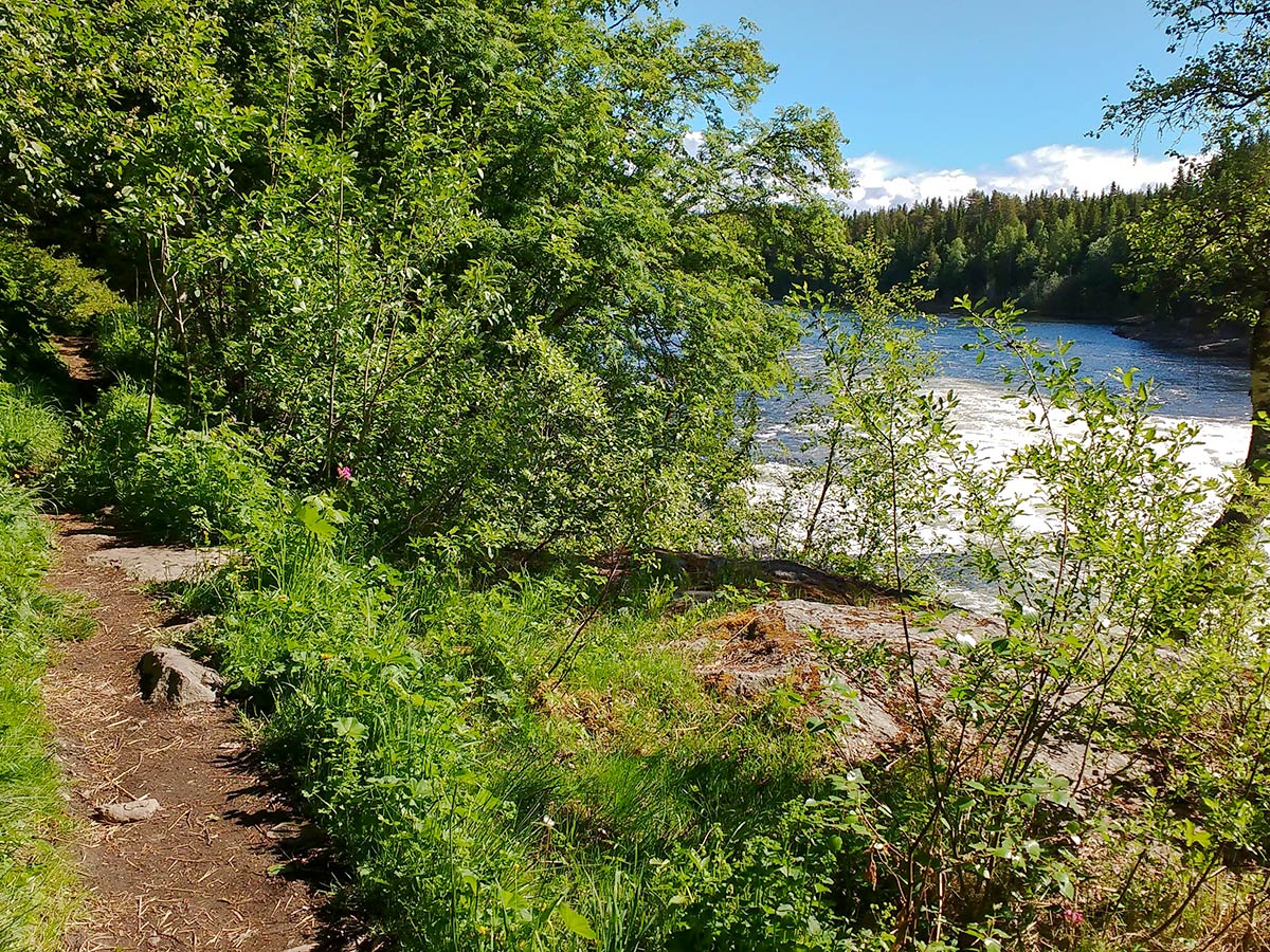 Trail behind the stream on Ristafallsrundan hike in Åre, Sweden