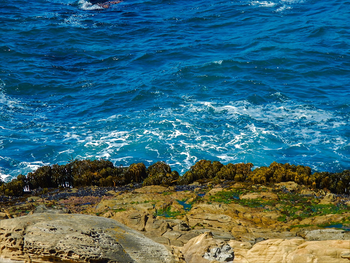 Sea Palms on low tide on Salt Point Trail hike in North Bay of San Francisco, California