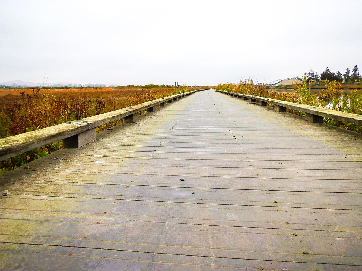 Boardwalk over the marsh on Shollenberger Park hike in North Bay of San Francisco, California