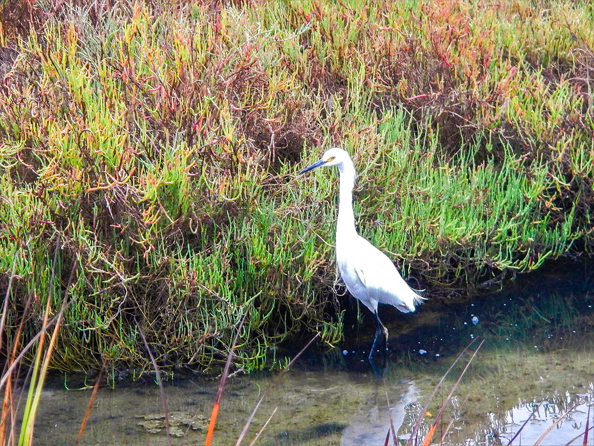 Snowy egret on Shollenberger Park hike in North Bay of San Francisco, California