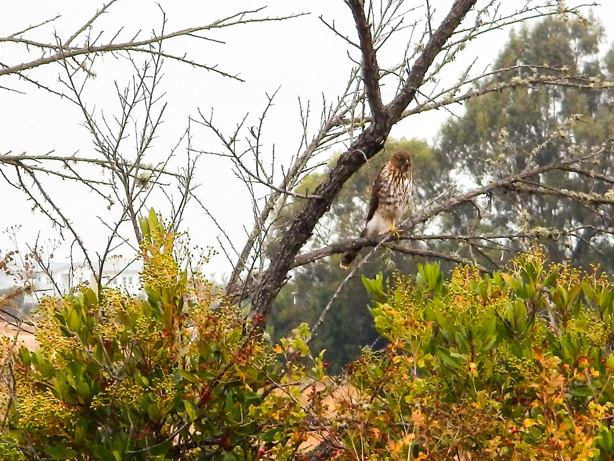 Hawk perched in a tree on Shollenberger Park hike in North Bay of San Francisco, California