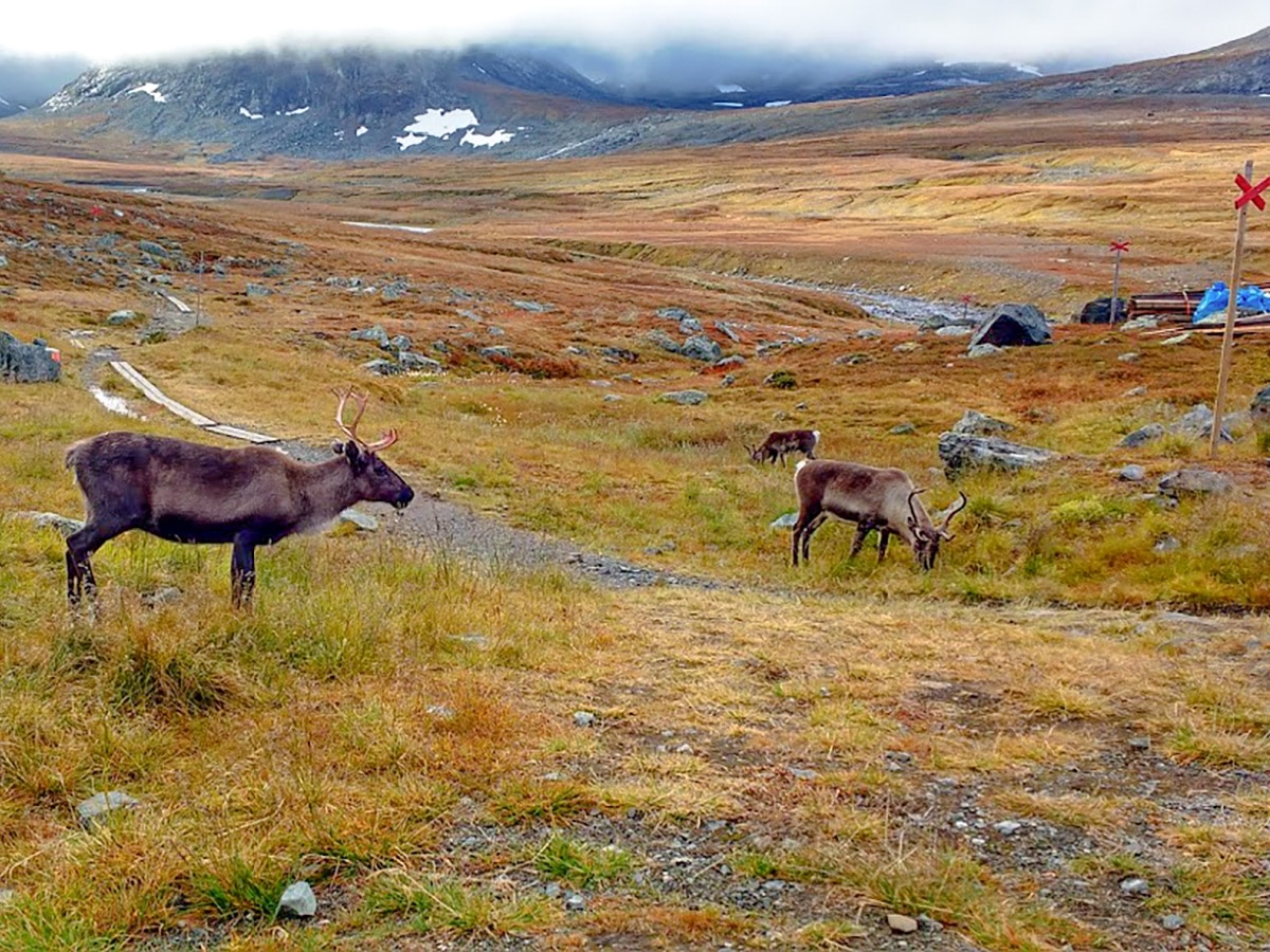 Reindeers on Storulvån-Sylarna hike in Åre, Sweden