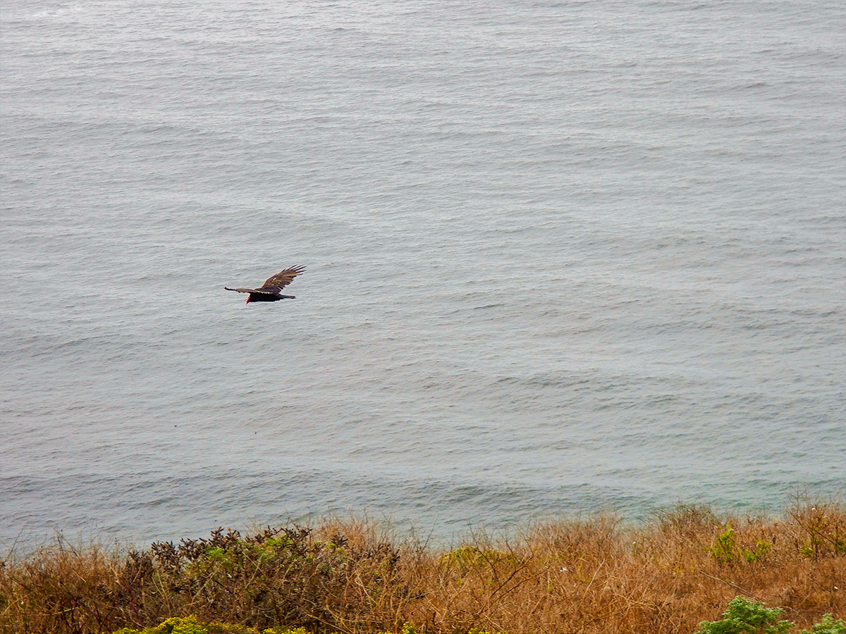 Turkey vulture on Tomales Point hike in North Bay of San Francisco, California