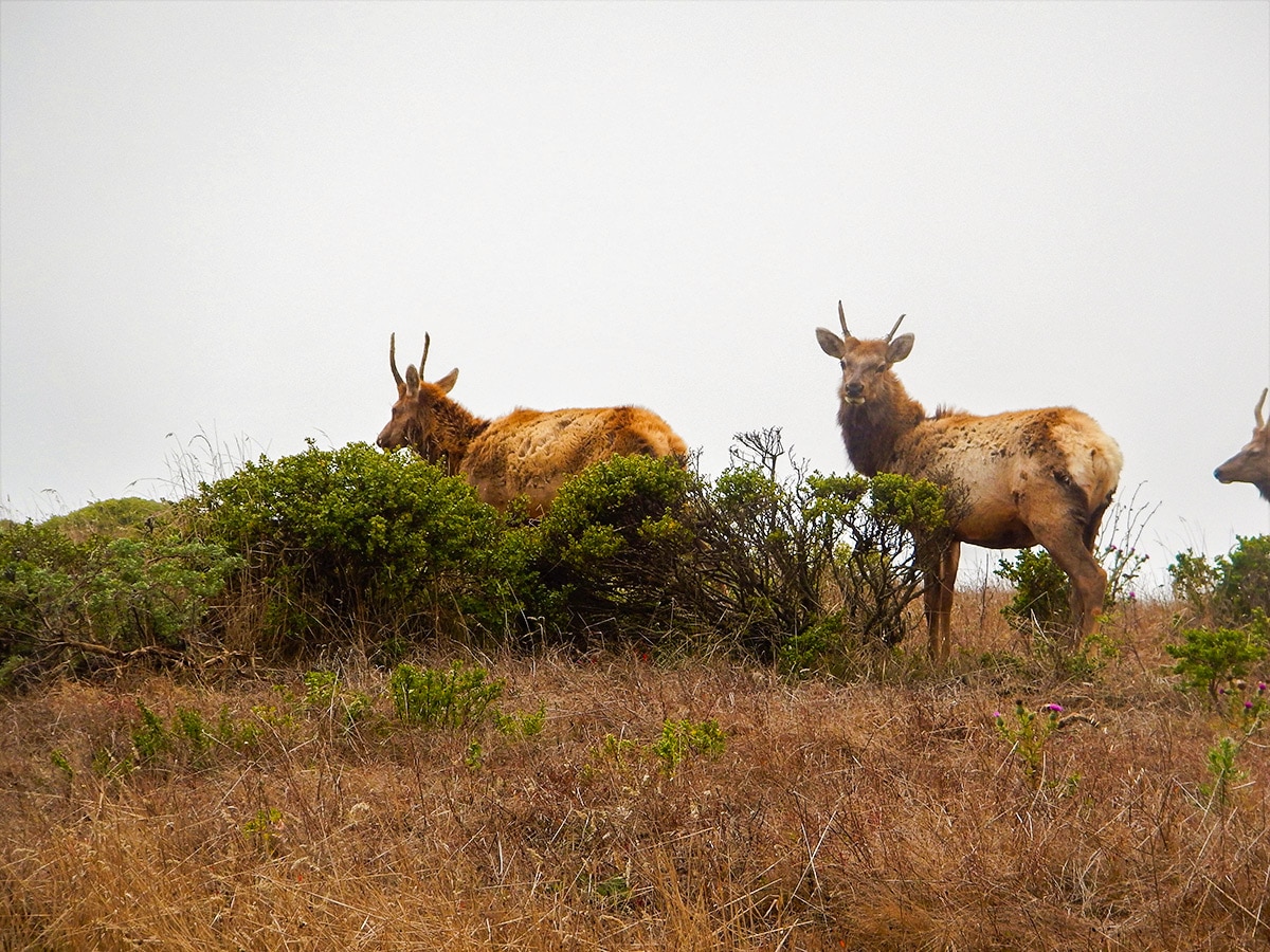 Elk on Tomales Point hike in North Bay of San Francisco, California