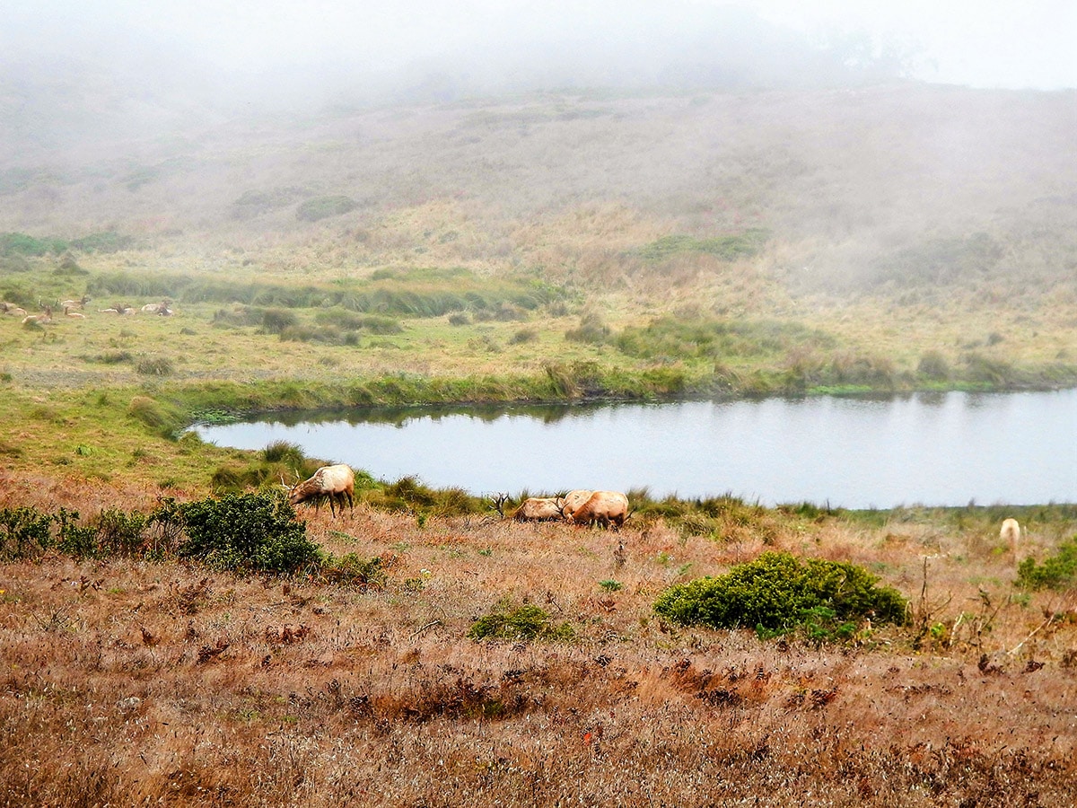 Elk grazing on Tomales Point hike in North Bay of San Francisco, California