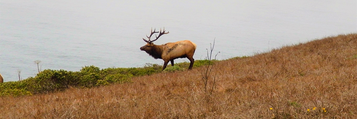 Male elk on Tomales Point hike in North Bay of San Francisco, California