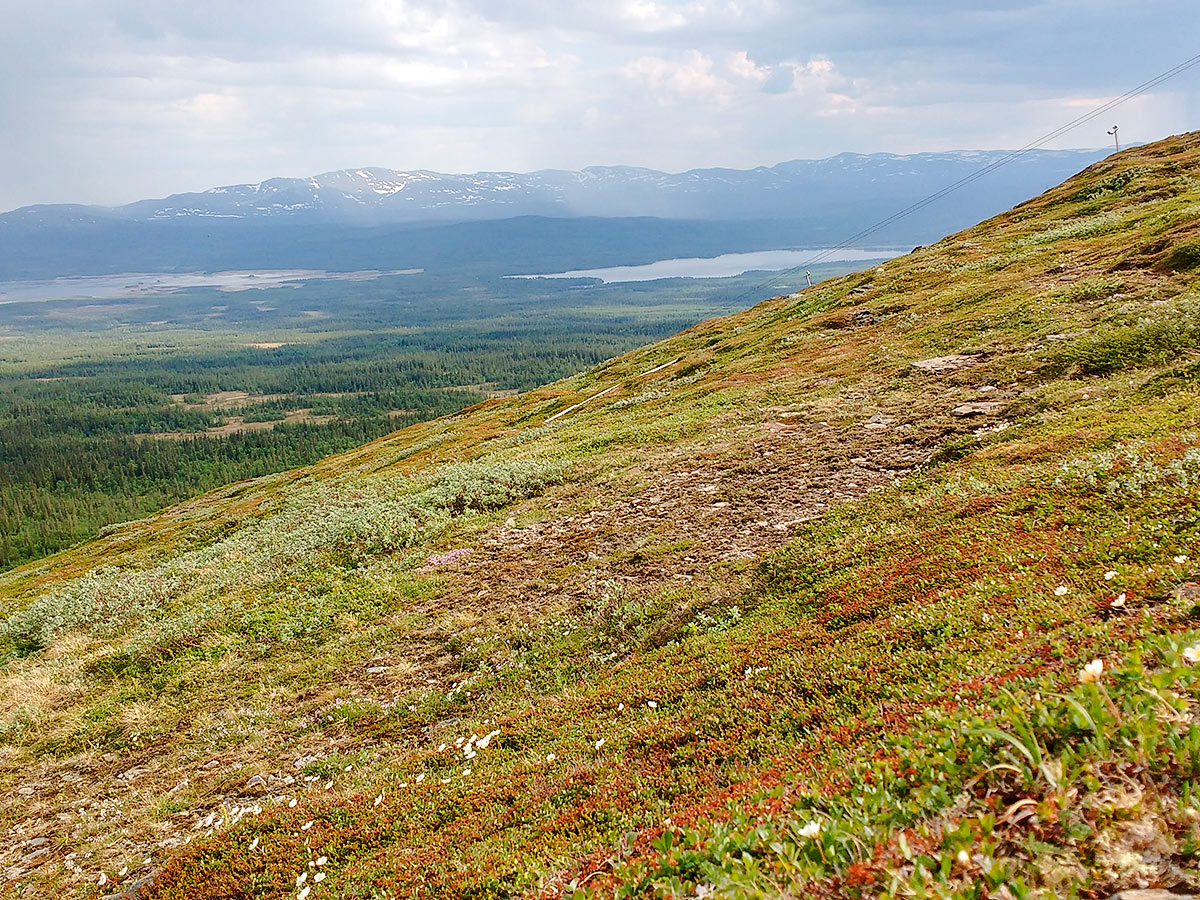 White flowers on Välliste runt hike in Åre, Sweden