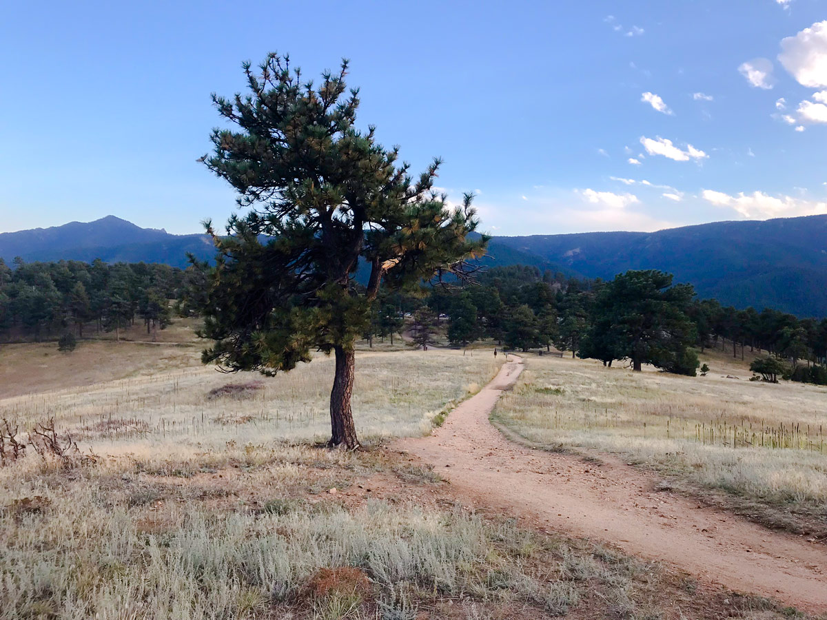 Meadow on Betasso Preserve MTB trail near Boulder, Colorado