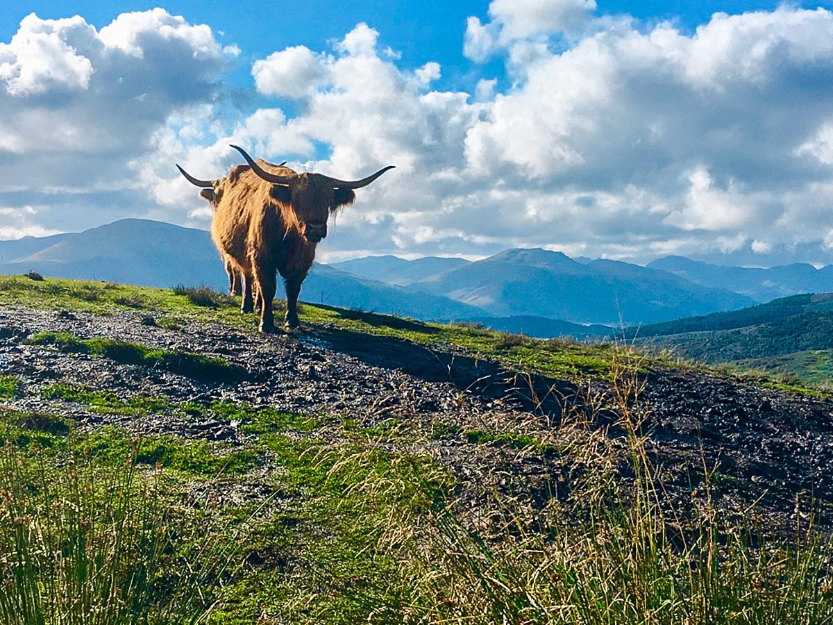 Callander Crags walk in Loch Lomond and The Trossachs region is often surrounded by highland cows
