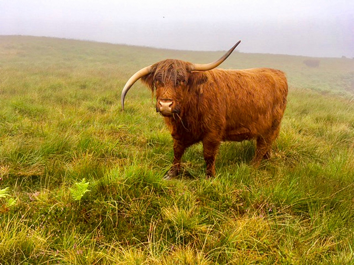 Soggy highland cow on Callander Crags hike in Loch Lomond and The Trossachs region in Scotland