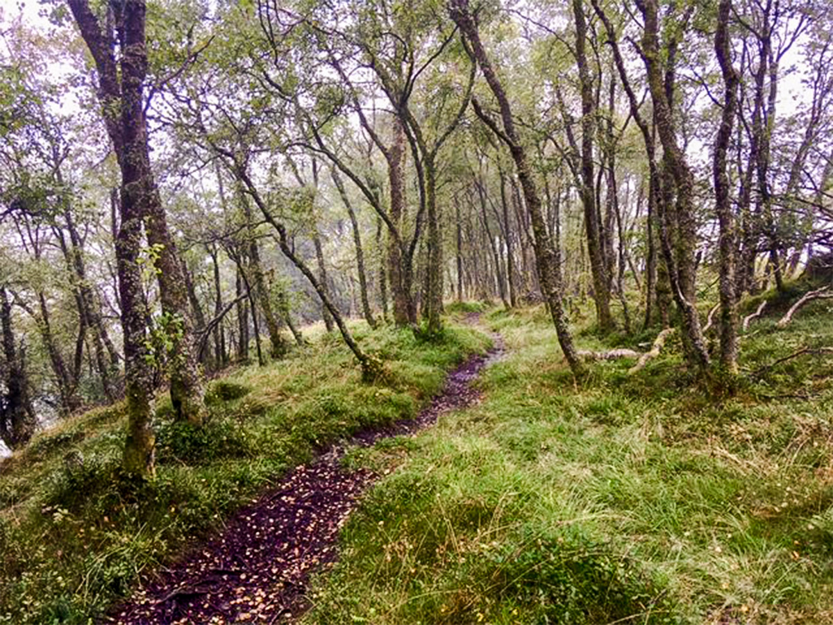 Woodland on Callander Crags hike in Loch Lomond and The Trossachs region in Scotland