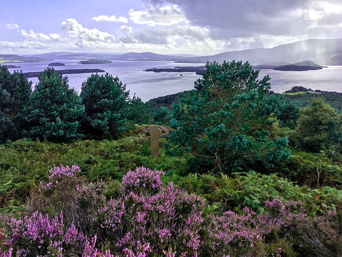 Scottish heather on Cashel Forest hike in Loch Lomond and The Trossachs region in Scotland