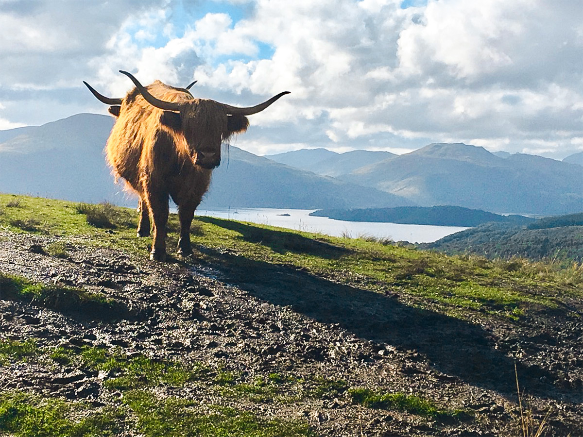 Highland cow on Conic Hill hike in Loch Lomond and The Trossachs region in Scotland