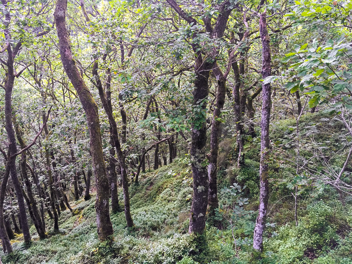 Woodland on Doon Hill Fairy Trail hike in Loch Lomond and The Trossachs region in Scotland