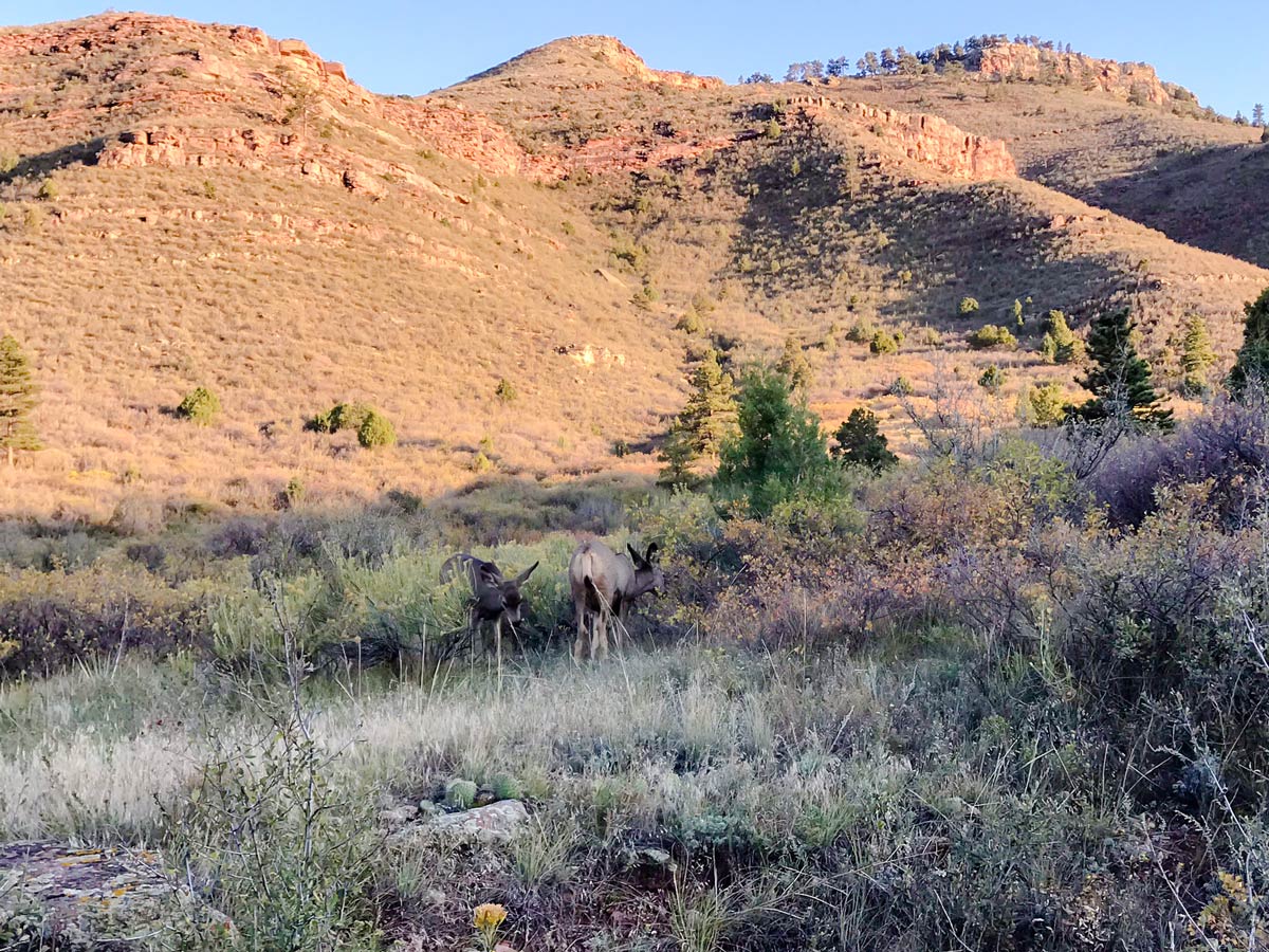 Wildlife on Heil Ranch mountain biking trail near Boulder, Colorado