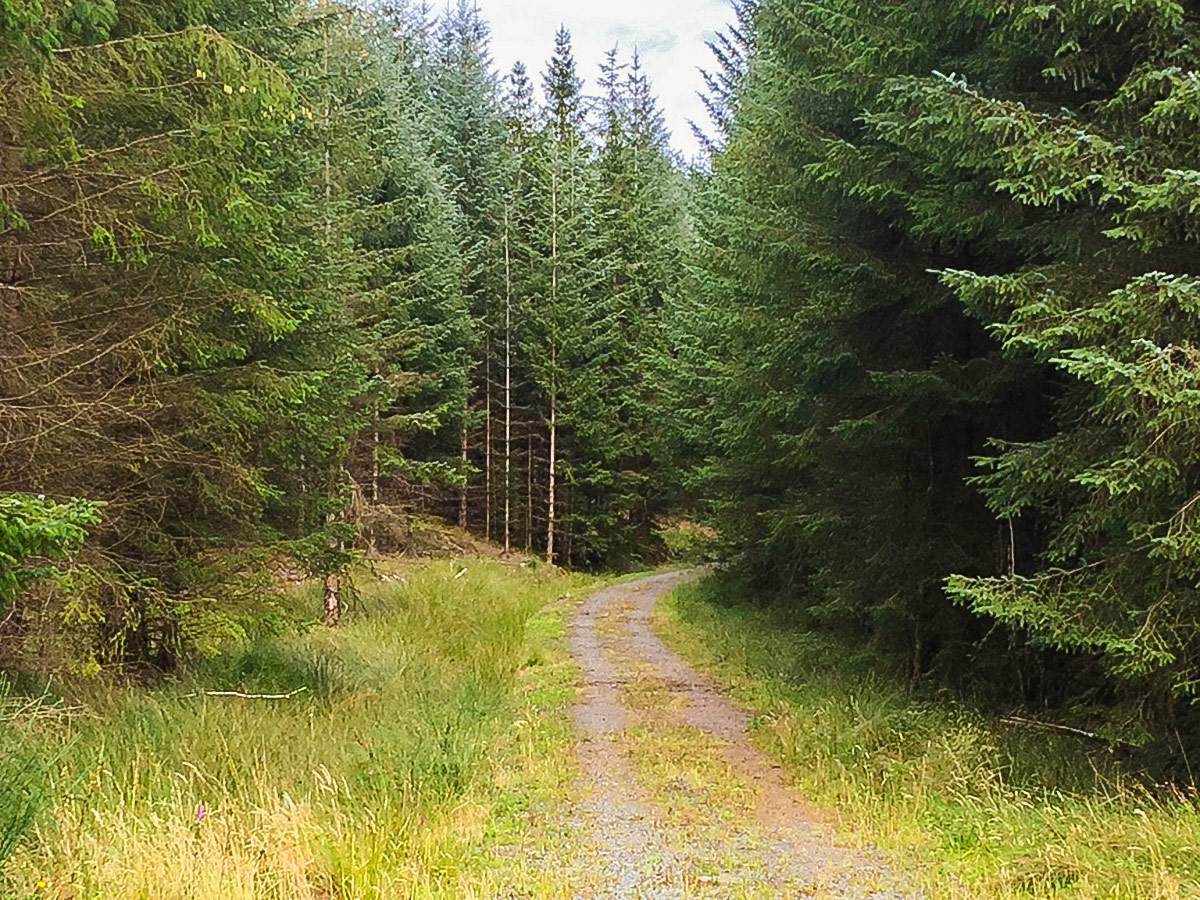 Lochan Spling hike in Loch Lomond and The Trossachs region in Scotland leads through the forest