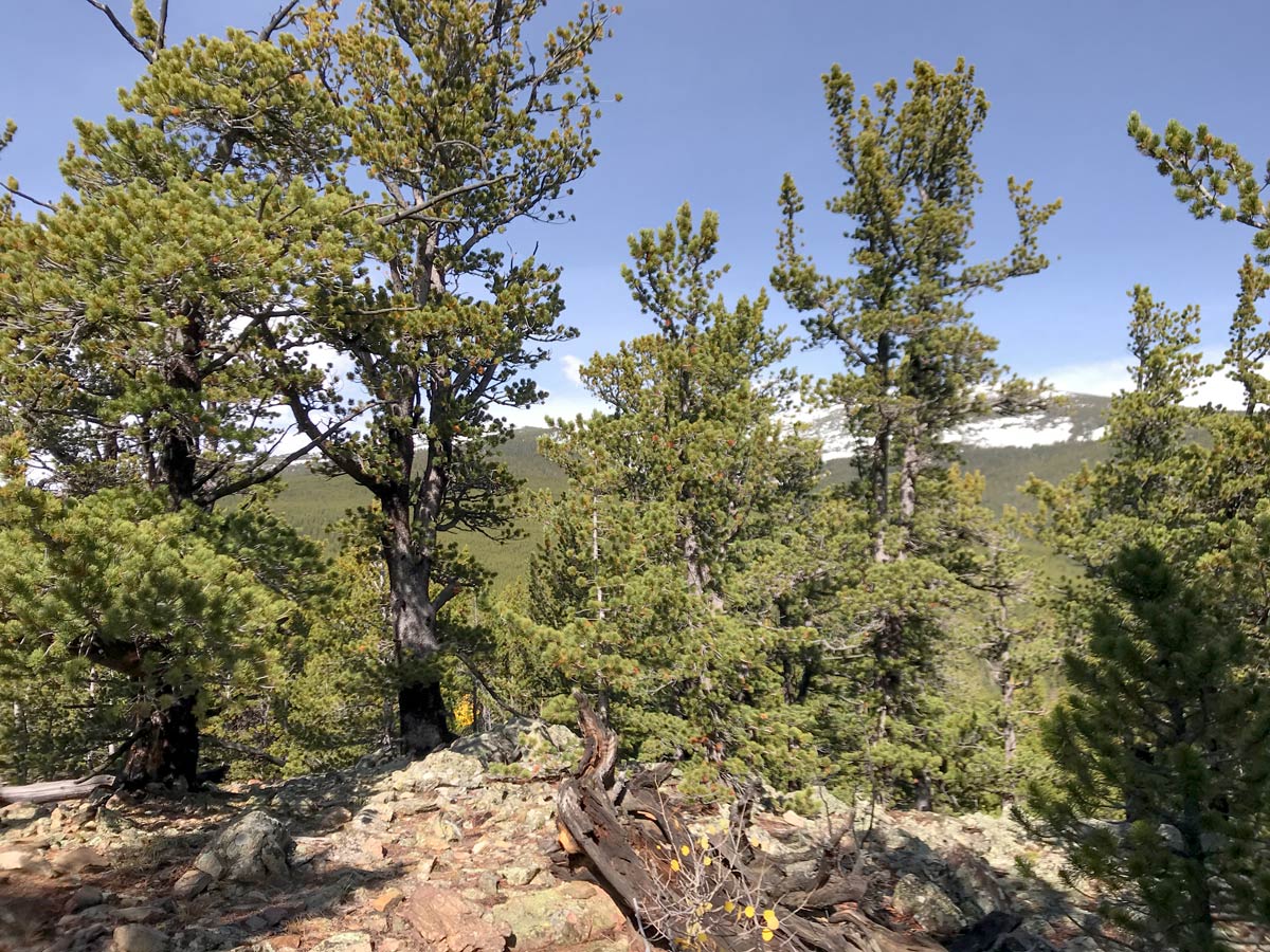 View on South Sourdough MTB trail near Boulder, Colorado