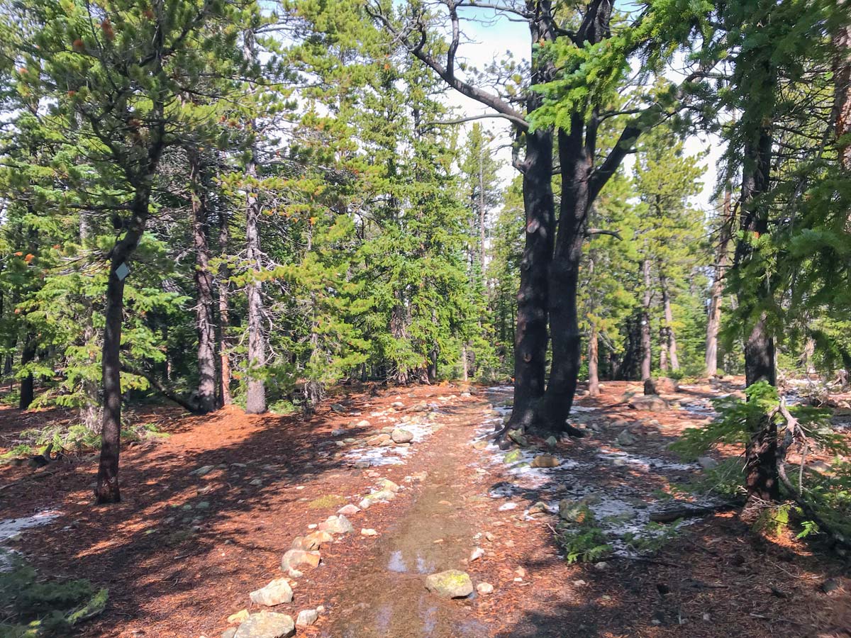 Path through the forest on South Sourdough MTB trail near Boulder, Colorado