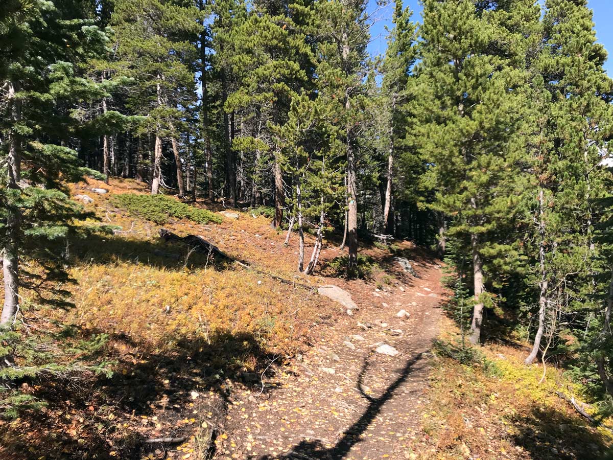 Path of South Sourdough mountain biking trail near Boulder, Colorado