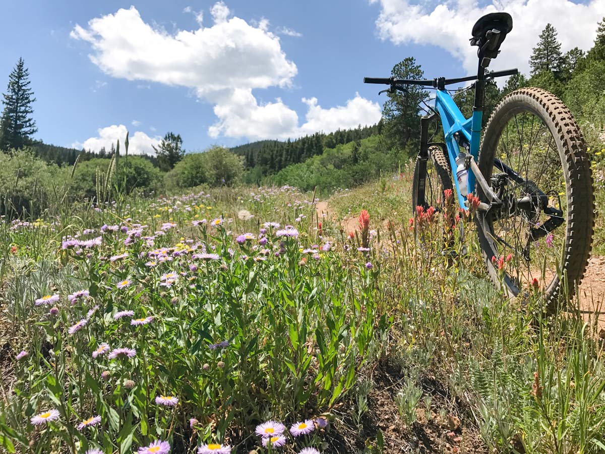 Wildflowers on West Magnolia mountain biking trail near Boulder, Colorado