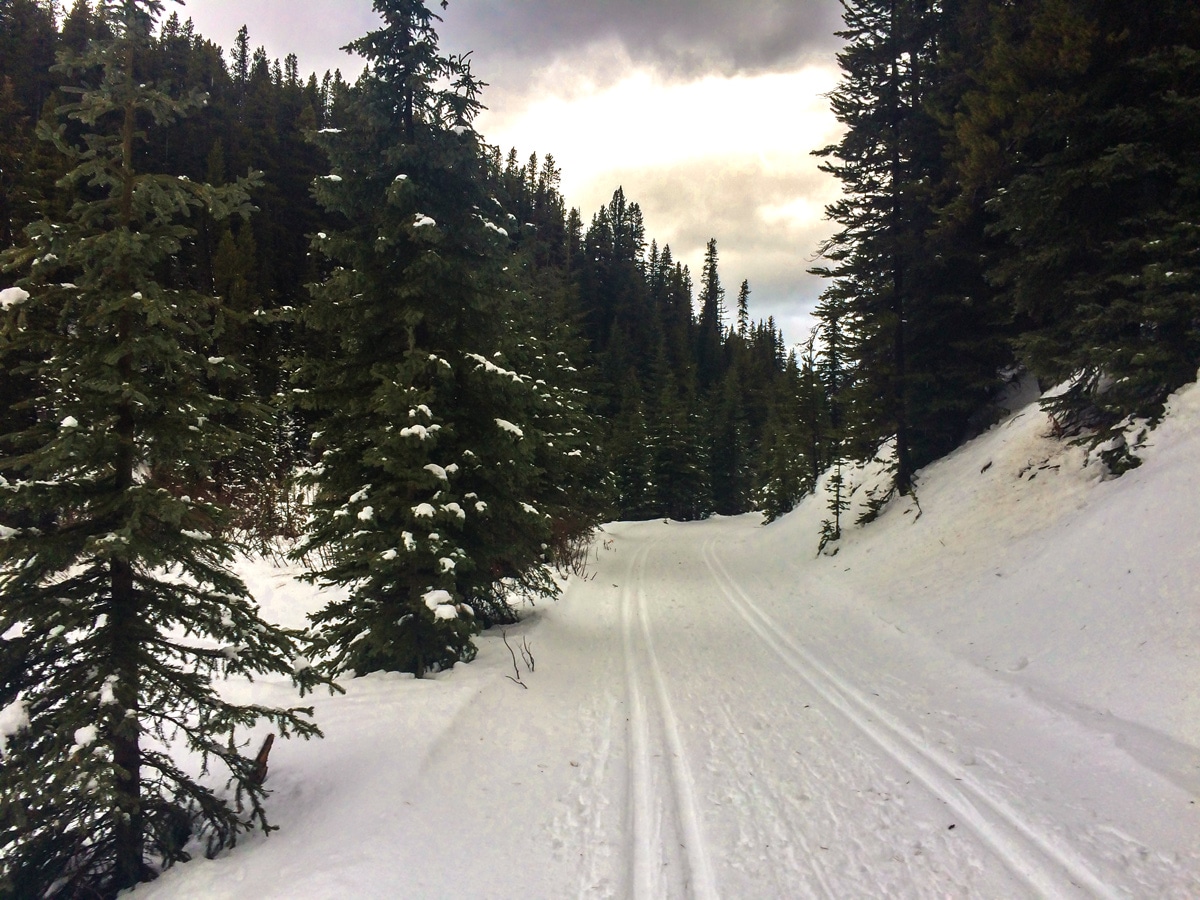 Beginning of trail on Elk Pass XC ski trail near Kananaskis and Canmore