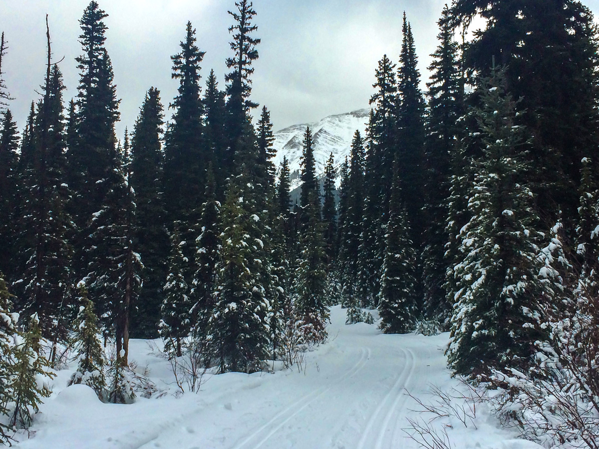 Snowy day on Elk Pass XC ski trail near Kananaskis and Canmore