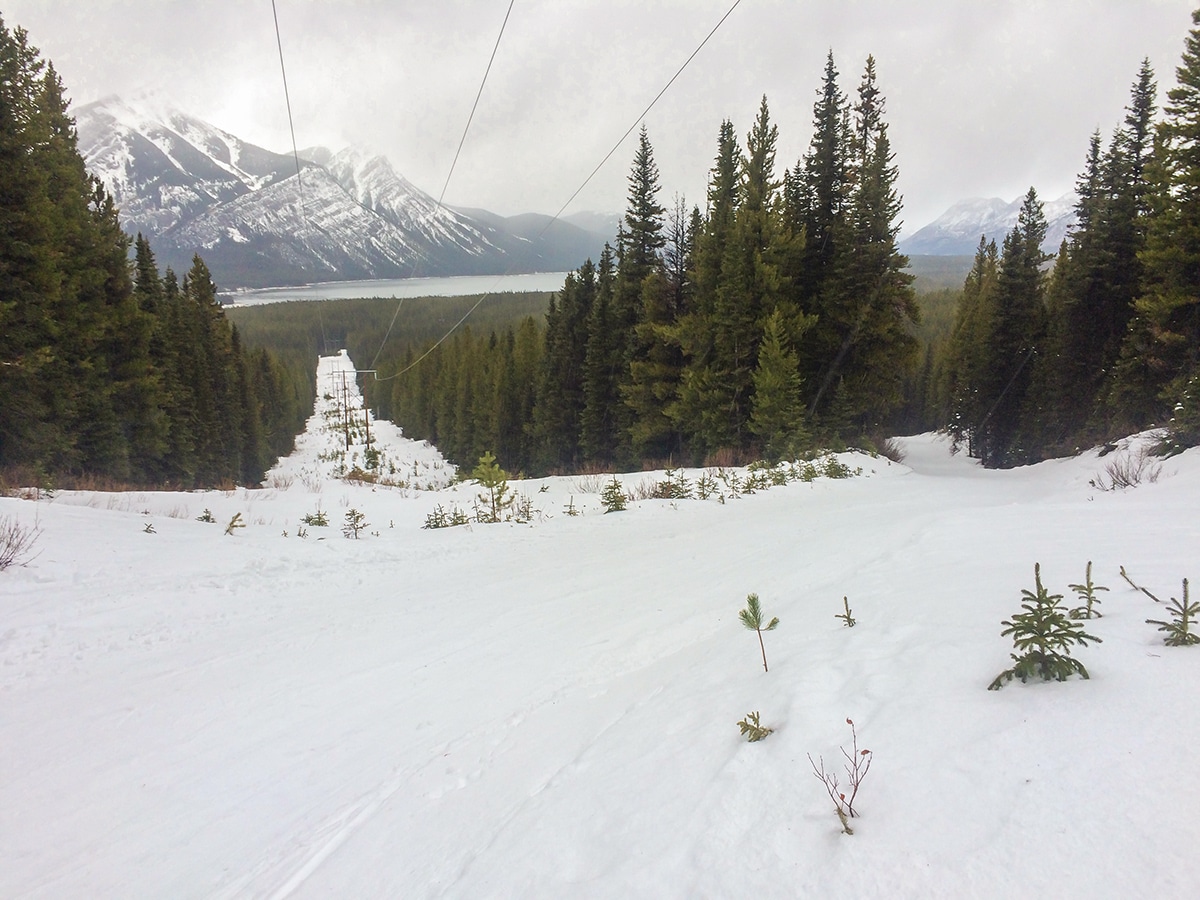 Utility line on Elk Pass XC ski trail near Kananaskis and Canmore