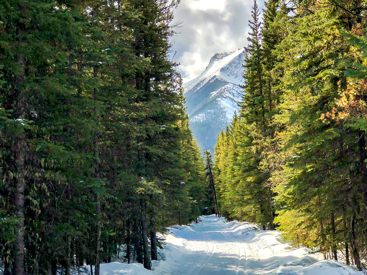 Beginning of Evan-Thomas & Wedge Pond XC ski trail near Kananaskis in the Canadian Rockies