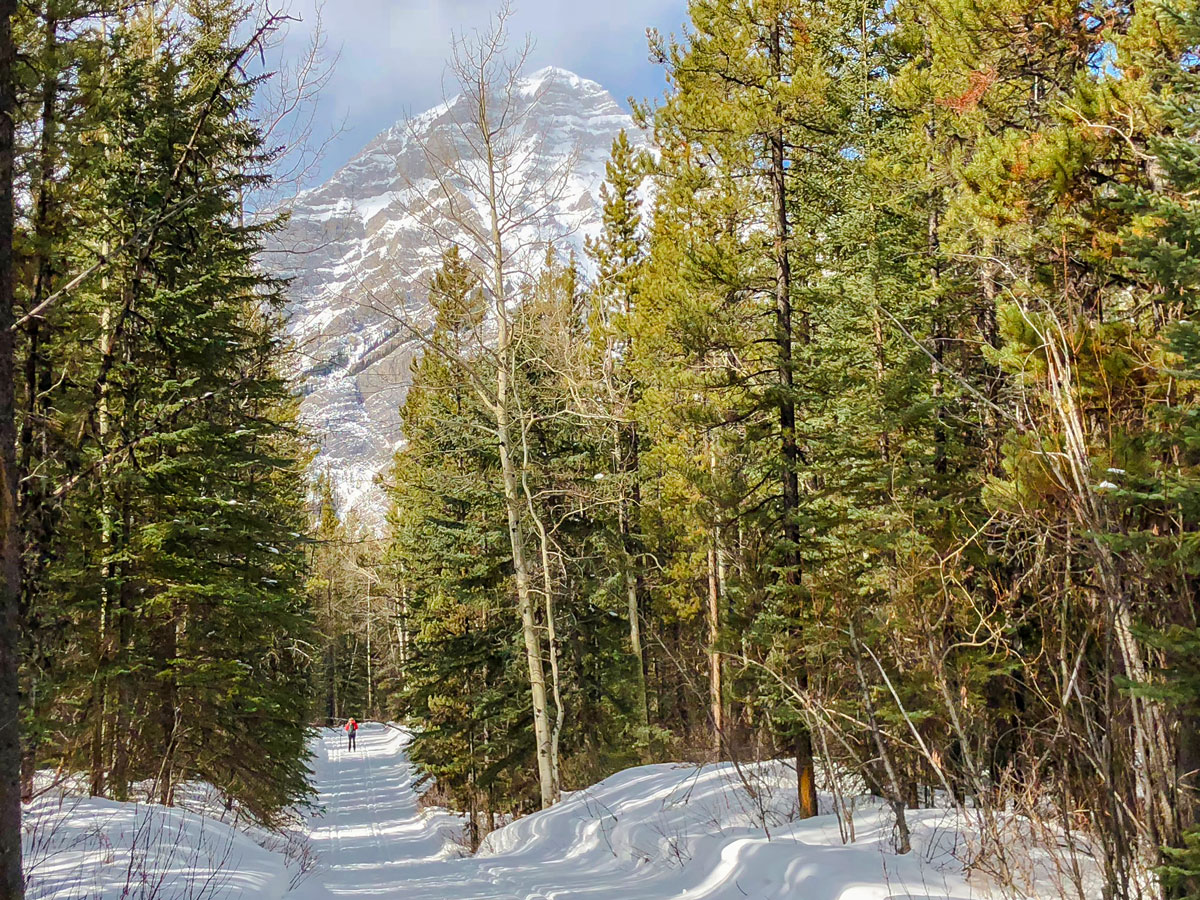 View through the trees on Evan-Thomas & Wedge Pond XC ski trail near Kananaskis in the Canadian Rockies