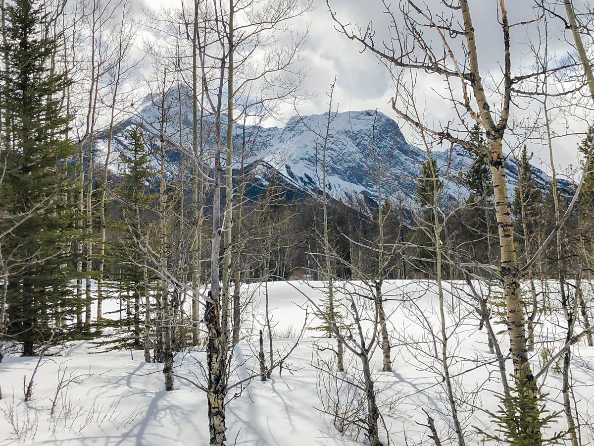 Mountain view on Evan-Thomas & Wedge Pond XC ski trail near Kananaskis in the Canadian Rockies