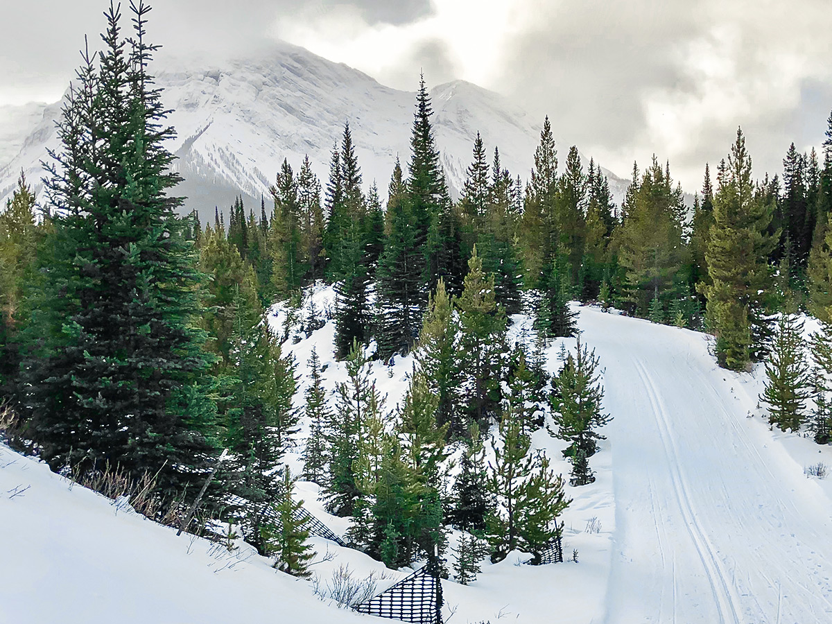 Beautiful path of Mt Shark XC ski trail near Kananaskis and Canmore in the Canadian Rockies