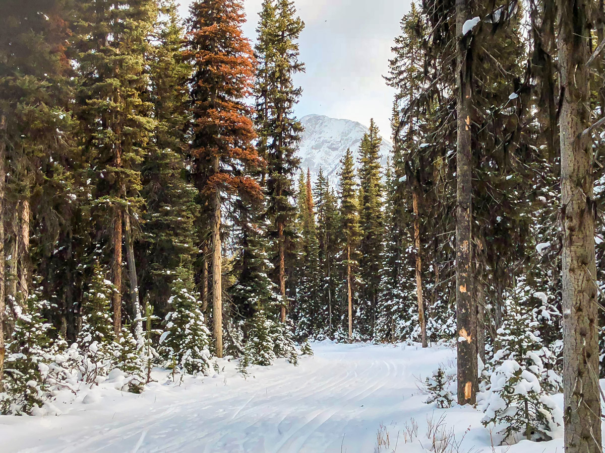 Path through trees on Mt Shark XC ski trail near Kananaskis and Canmore in the Canadian Rockies