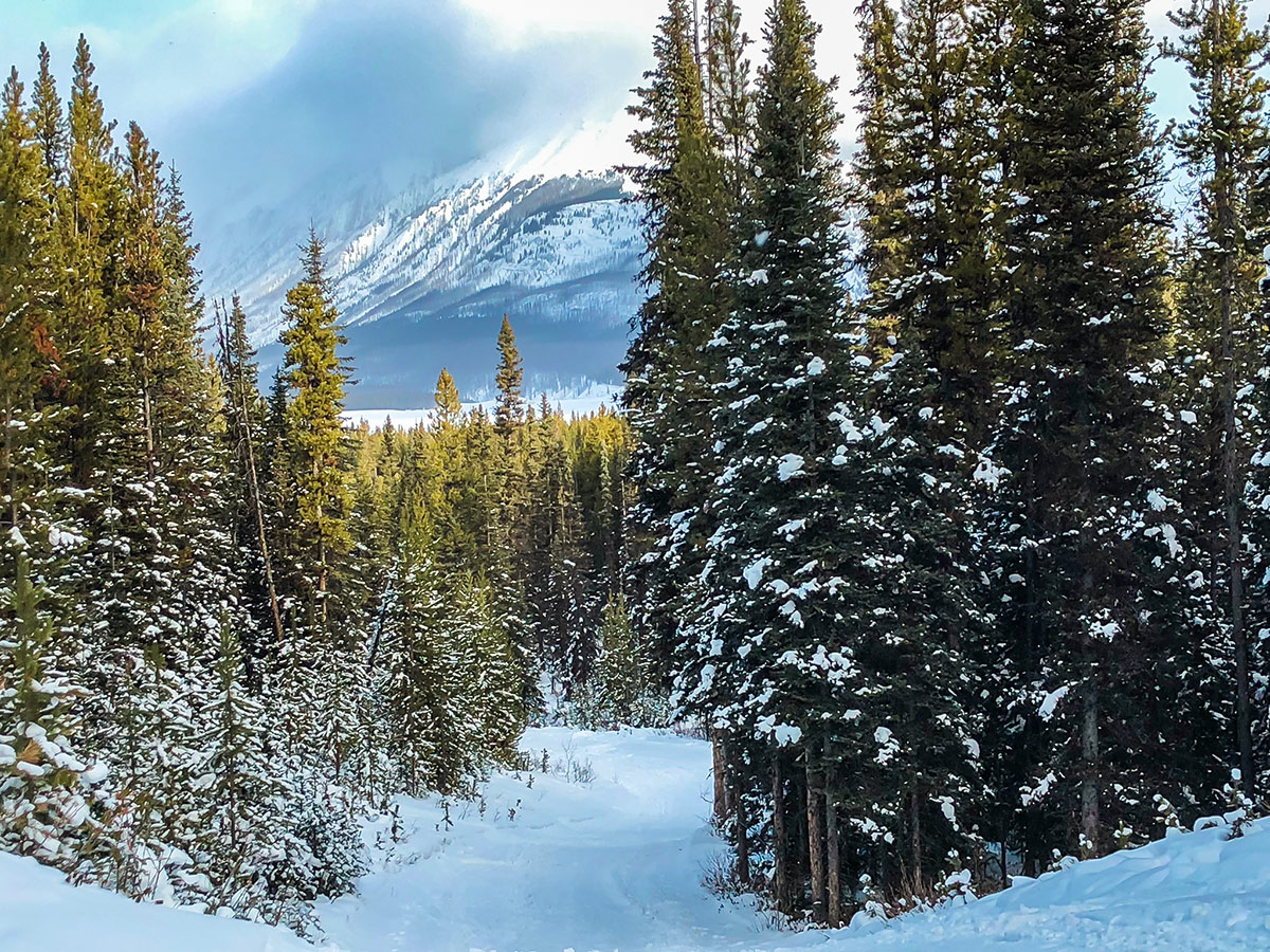 Beautiful scenery on Mt Shark XC ski trail near Kananaskis and Canmore in the Canadian Rockies