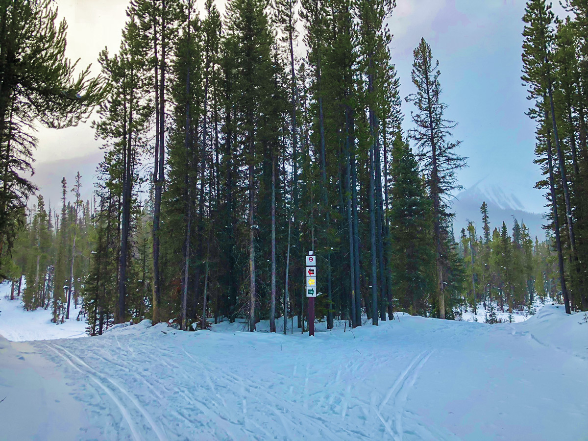 Winter views on Mt Shark XC ski trail near Kananaskis and Canmore in the Canadian Rockies