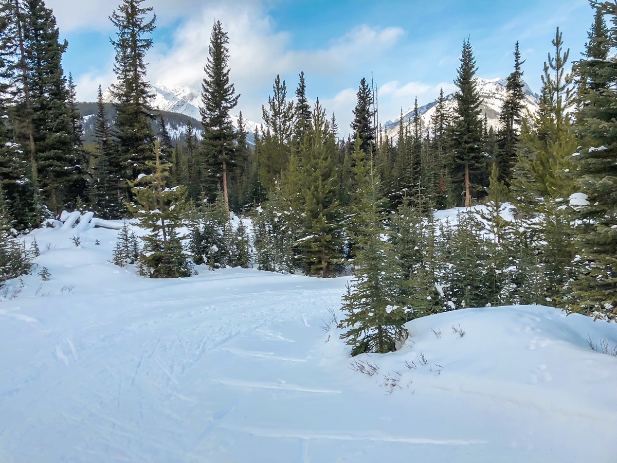 Snowy path of Mt Shark XC ski trail near Kananaskis and Canmore in the Canadian Rockies