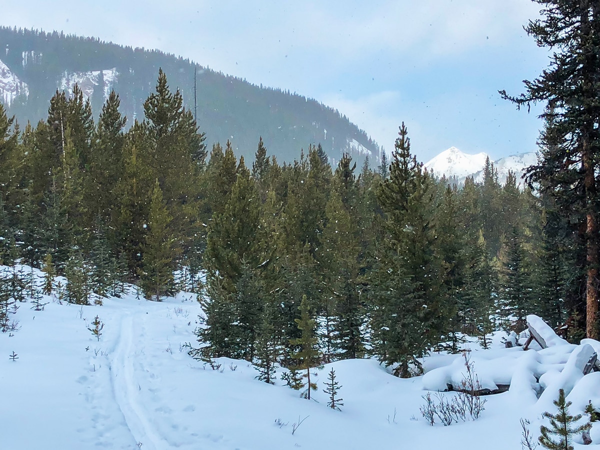 Heavy snow on Mt Shark XC ski trail near Kananaskis and Canmore in the Canadian Rockies