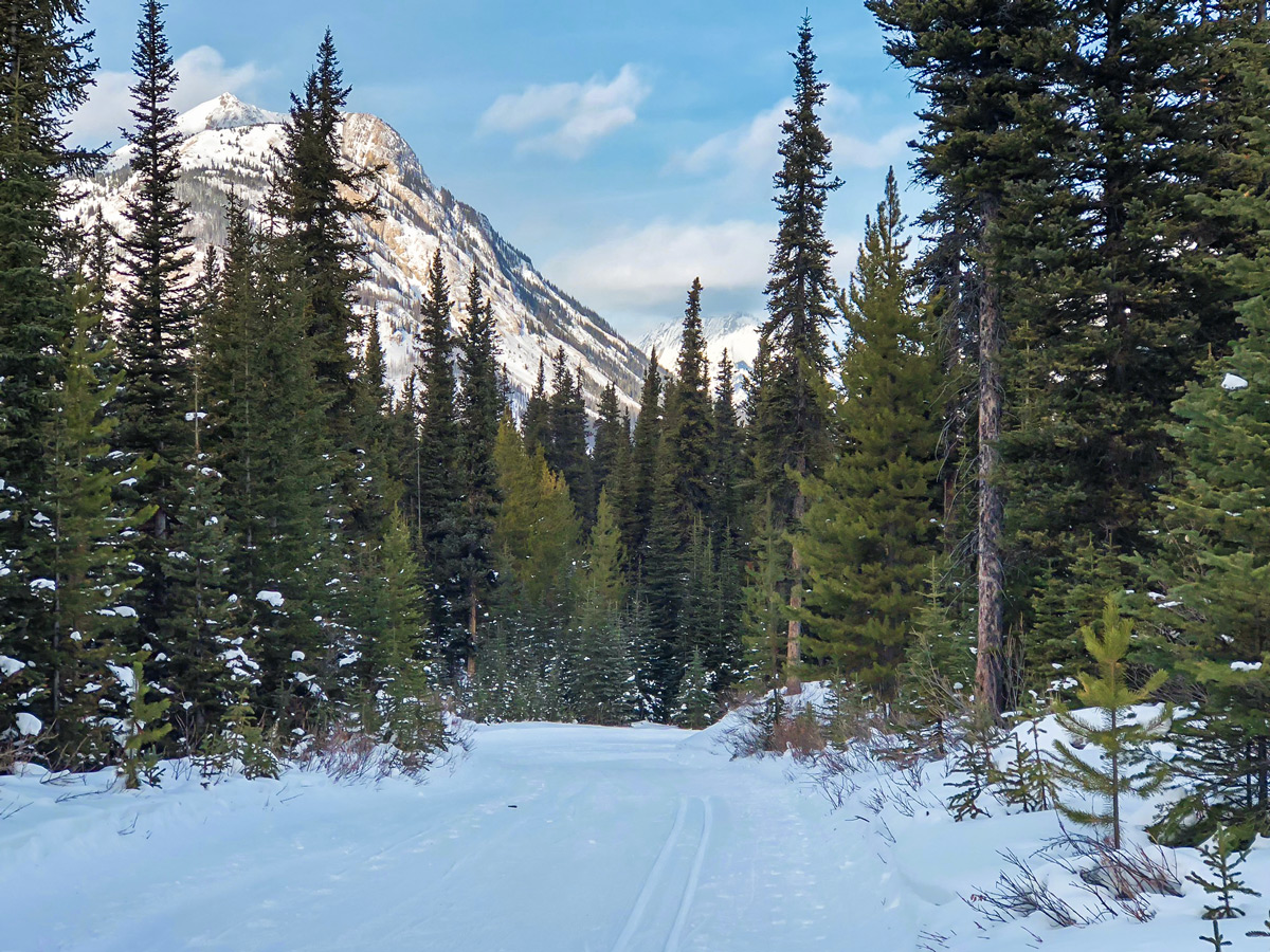 Great scenery on Mt Shark XC ski trail near Kananaskis and Canmore in the Canadian Rockies