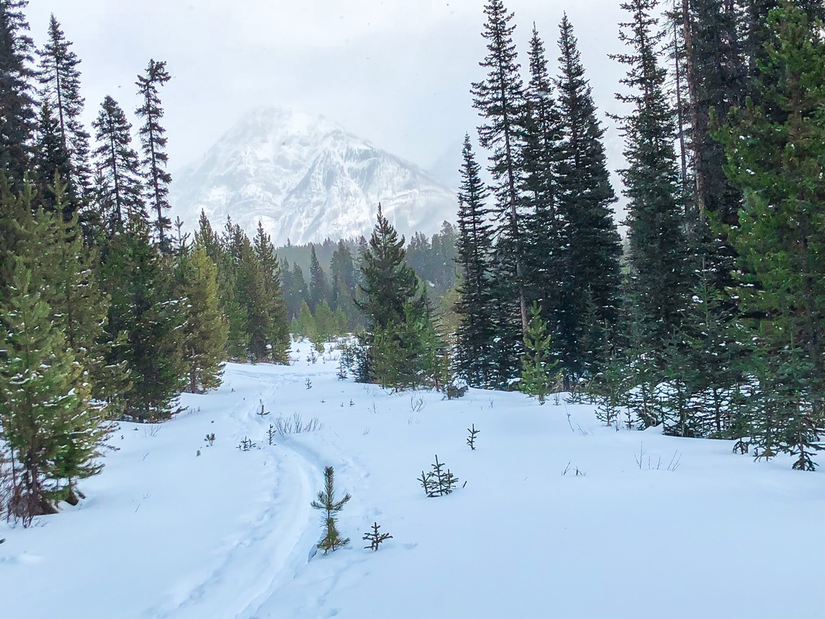 Cloudy day on Mt Shark XC ski trail near Kananaskis and Canmore in the Canadian Rockies